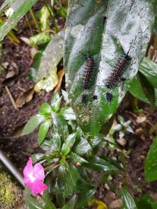 Caterpillar - tusenfotingar.